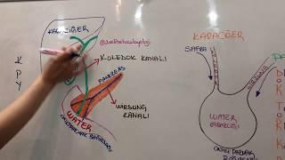 ŞİFRELİ SİNDİRİM ENZİMLERİ- Water Kabarcığı /Koledok Ve Wirsung Kanalları