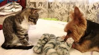 How to make a kitten with a dog. Kitten and dog games. Kitten Watson visiting a dog.