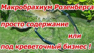 Макробрахиум Розенберга, просто содержание или под креветочный бизнес !