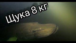 Щука 8 кг. Подводная охота в Курском районе, р. Сейм. 22.06.2021. Трофей!!!!