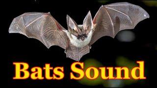 Bat repellent sound  Mosquito Repellent