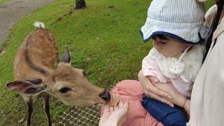 Toko-chan and Deers