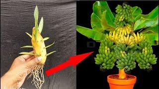 Great Technique For Grafting Banana Tree Growing fast with aloe vera | How to grow banana trees