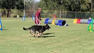 Dog Agility fundraiser photography day