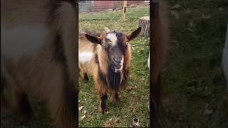 Sound of male goats when they want to mate#animals #goat #viral