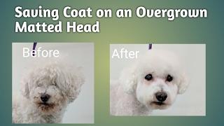 Saving Coat on a Overgrown Matted Head