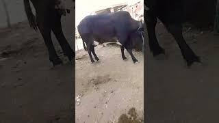 #cowandbuffalo #cowvideos #animalclips #animals #cow