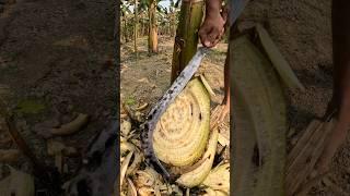 banana tree satisfy cutting,  #satisfying #asmr #shorts #foryou