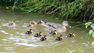 Wild ducks and domestic grass snake.