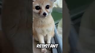 Do you want a Fennec Fox as a pet? #animals #pets