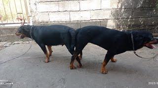 rottweiler dog mating process