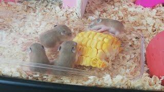 Hamster Babies Growing Up day 1 to day 28 (Hamster Roborovski) 