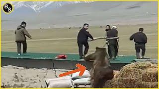 Terrifying Bear Encounters EVER Caught On Camera !!