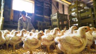 Chicken Farming for Profit  YOUR Questions Answered 