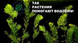 Как растения выделяют кислород в воду? ОКСИГЕНАТОРЫ НАГЛЯДНО - Ceratophyllum