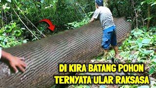 Ngeri !! Dikira Batang Pohon Kering' Setelah Dipegang Ternyata Ular Raksasa Menjaga Orang Bertapa