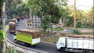 Panen raya tebu jalur lahor padat truk muatan tebu dari malang