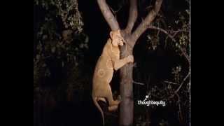 Lion climbing tree