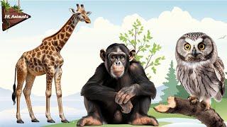 Wild Animal Sounds You've NEVER Heard Before: Chimpanzee, Giraffe, Owl