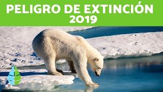 15 ANIMALES en PELIGRO de EXTINCIÓN 2019