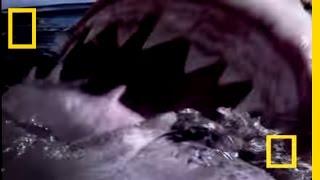 Great White Shark | National Geographic