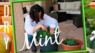 HOW TO DRY MINT LEAVES FOR COOKING AND FOR TEA - WITHOUT DEHYDRATOR - DRYING HERBS AT HOME