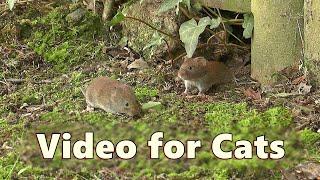 Cat and Mouse TV ~ Videos for Cats to Watch Mice