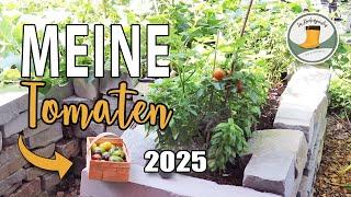 Meine Tomatenaussaat 2025 | viele Herzenssorten & Aussaattipps