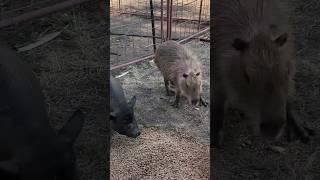 Capybara and Pig Enjoy a Meal Together