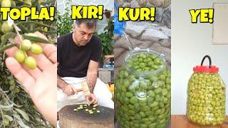 Bahçede, Kırma Yeşil Zeytin Nasıl Kurulur