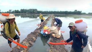 Cận Cảnh Nông Dân Miền Tây Gieo Xạ Lúa Giống Bằng Máy Phun-Sơn KaTV