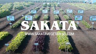 What’s New? Sakata’s Baby Leaf Portfolio