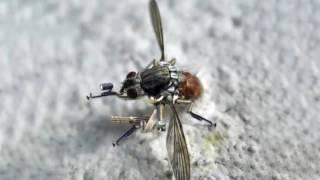 NANO SPY DRONE  Mosquito Drone from U S  Military