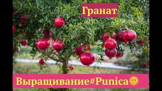 ГРАНАТОВОЕ ДЕРЕВО  КАК ВЫРАЩИВАТЬ ГРАНАТ ДОМА И В САДУ #Punica #ПЛОДОВЫЕ_ДЕРЕВЬЯ #oldenburgru#259