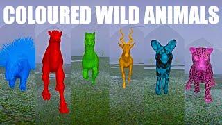 Coloured Wild Animals Speed Race in Heavy Rain in Planet Zoo included Addax, Alpaca, Camel, Dog