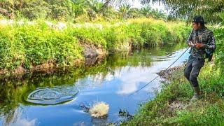 MELEDAK !!! Serangan CHANNA MICROPELTES Bertubi-tubi Membuat Pemancing Kewalahan