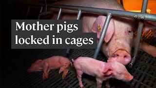 This is how the pig meat industry treats mother pigs
