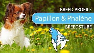 ► Papillon & Phalène Breed [2020] Temperament & Training