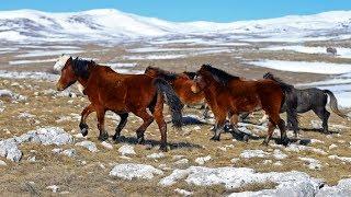 Galop divljih konja u podnožju planine Cincar, nedaleko od Livna - Dron.ba za N1