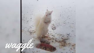 Funny and Weird Albino Animals | Pet Compilation Video