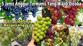 5 Jenis Anggur Paling Manis yang Wajib Dicoba, Shine Muscat Menjadi Terfavorit! Amazing types Grape