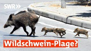 Wildschweine auf dem Vormarsch  | Zur Sache! RLP