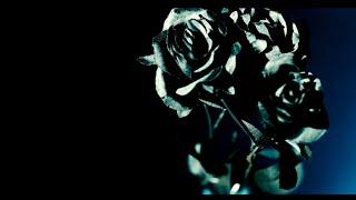 【Teaser】Black Rose/luz