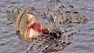 15 Brutal Crocodile Attacks Caught On Camera