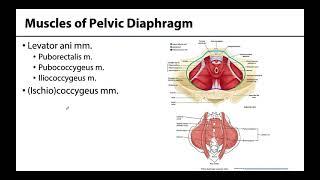 Pelvic Diaphragm - Learning Objectives