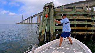 Solo Fishing under this HUGE! BAY BRIDGE and CAUGHT THIS! [Multiple Species]