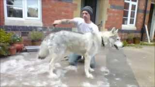 The Joys Of Owning A Direwolf (Northern Inuit)............ DSNERV