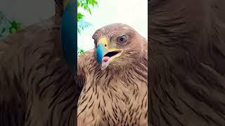 #eaglehunting #birds #eaglelovers #hunting #wildlife #1millionview #falcon #shaheen #foryou #remix