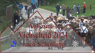 Viehscheid 2024 Schöllang