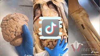 Institute of Human Anatomy TikTok Compilation